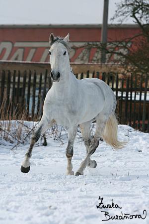 staj_ufonek31285