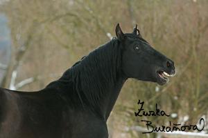 staj_ufonek31206