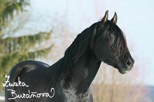 staj_ufonek31286