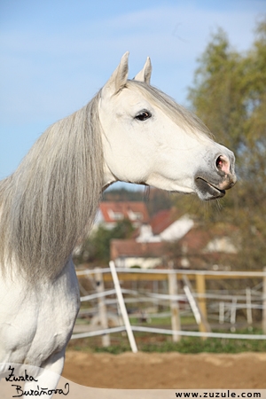 staj_ufonek358