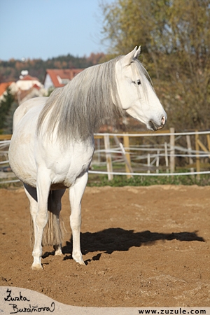 staj_ufonek971