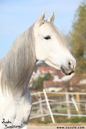 staj_ufonek2787