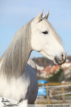 staj_ufonek4712