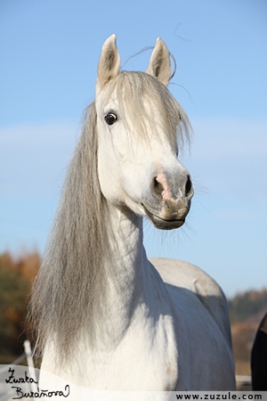 staj_ufonek8240