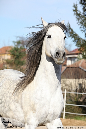 staj_ufonek485