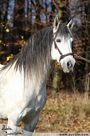 staj_ufonek606