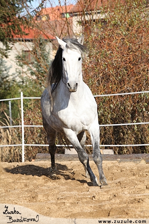 staj_ufonek921