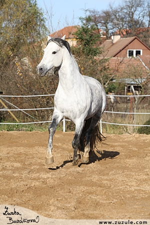staj_ufonek1721