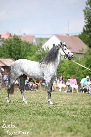 staj_ufonek2434