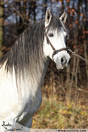 staj_ufonek3241