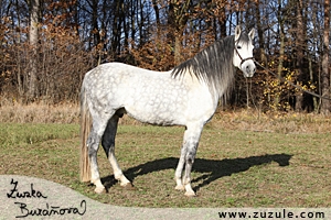 staj_ufonek5641