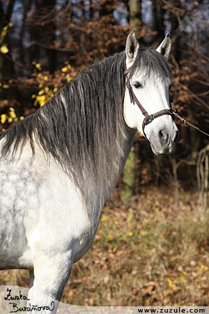 staj_ufonek10647