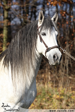 staj_ufonek11635