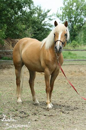 Dahoman - hafjing - ♂