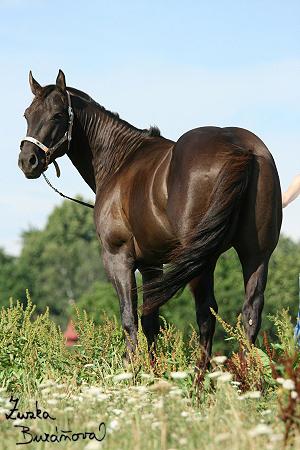 Nathan - Quarter horse - ♂