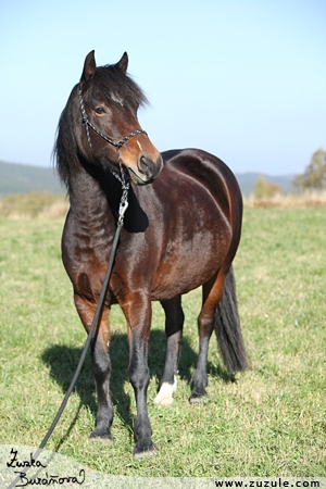 Dolar - Český sportovní pony - ♂