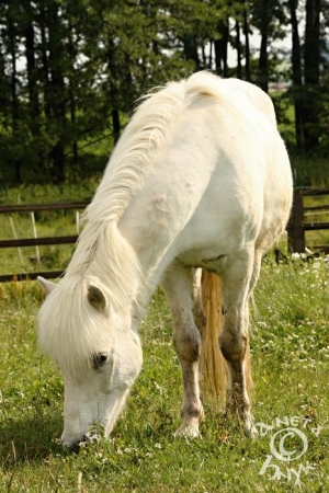 Istrina - Islandský kůň - ♀