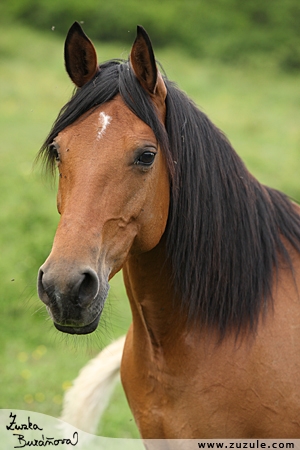 Signora - Arabský polokrevník - ♀