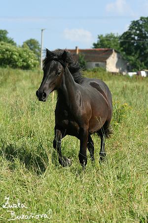 Sindarella - Pony - ♀