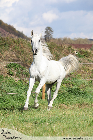 Amely - Arabský plnokrevník - ♀