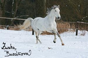 staj_ufonek31241