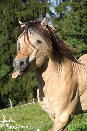 Giulie - fjordlin - ♀