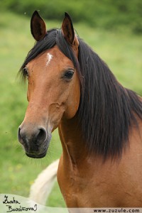 signora---arabsky-polokrevnik------.jpg